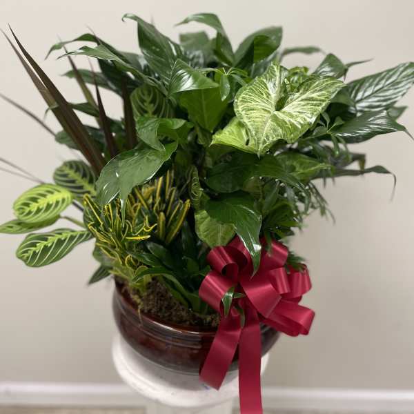 Potted green houseplant arrangement with a pink ribbon bow