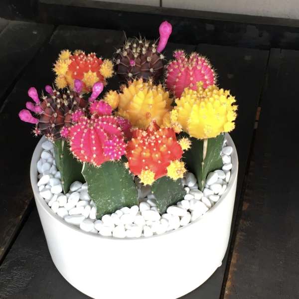 Colorful grafted cactus arrangement in a white pot with white stones