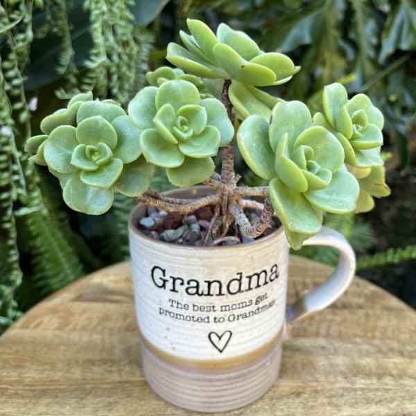 Potted succulent in a mug-shaped planter with "Grandma" text