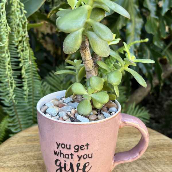 Potted succulent in a pink mug with a quote on the front