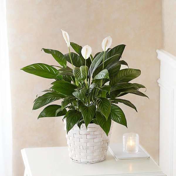 6” Peace Lily Plant