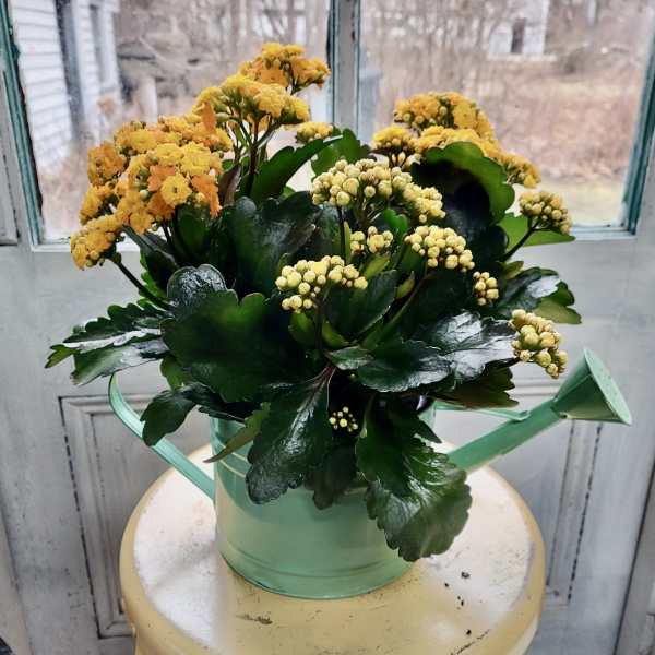 Yellow flowering plant in a mint-green watering can