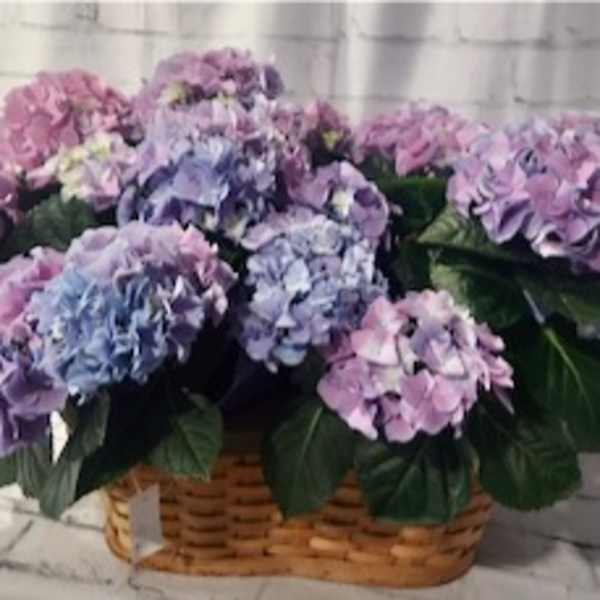 Basket of pink and lavender hydrangeas