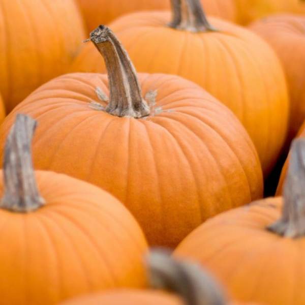 Pumpkins