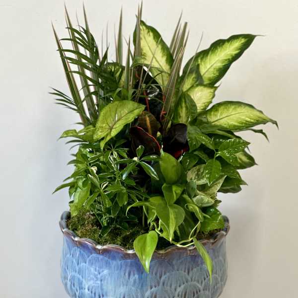 Mixed green houseplants arranged in a blue ceramic pot