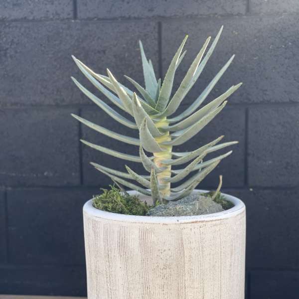 Potted succulent plant in a white ceramic planter