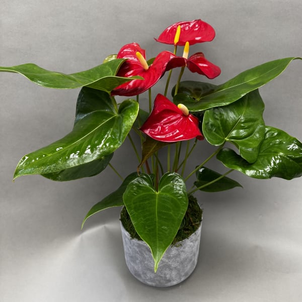 Potted anthurium plant with red blooms and glossy green leaves