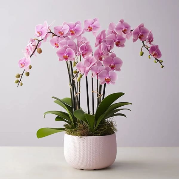 Pink orchid plant in a white textured pot
