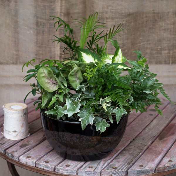 Mixed green potted plant arrangement in a black bowl