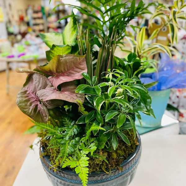 Mixed potted houseplants in a ceramic bowl planter
