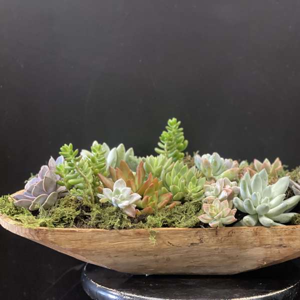 Succulent arrangement in a shallow wooden bowl with moss