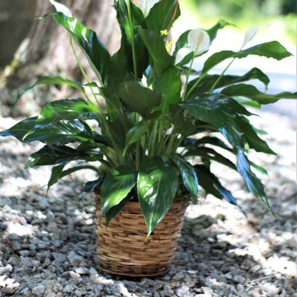 Potted peace lily plant with glossy green leaves and white blooms in a woven basket