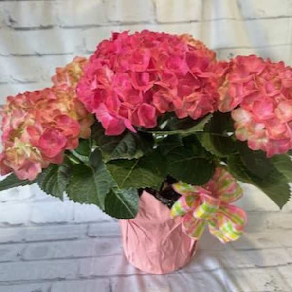 Pink hydrangea bouquet in a pink wrapped container with a ribbon