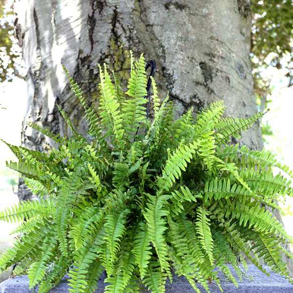 Hanging fern plant with bright green fronds