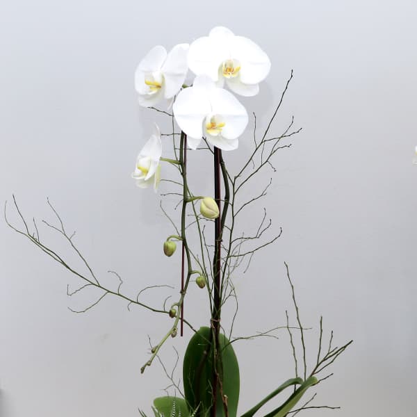 Cascading White Orchids - WeHo