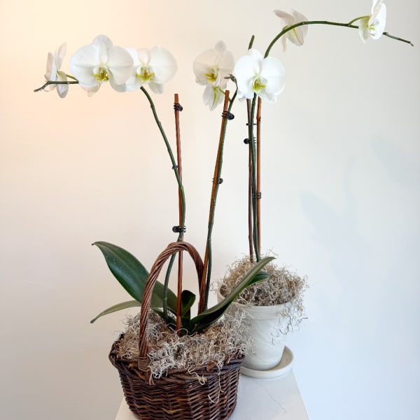 White orchid plants in wicker and ceramic pots with moss