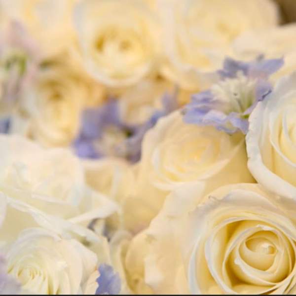 Close-up of cream roses with small lavender flowers