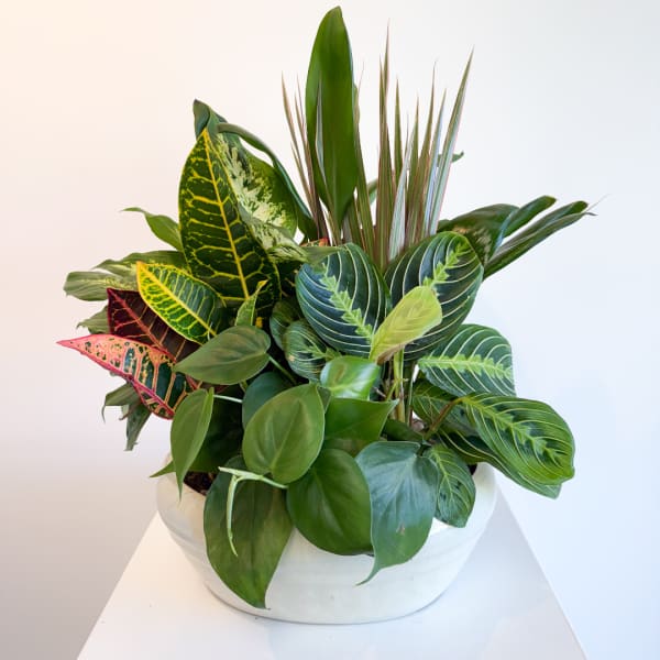 Mixed tropical foliage arrangement in a white bowl planter