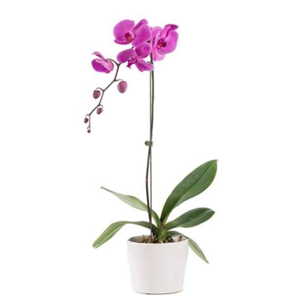 Potted pink orchid with a white planter
