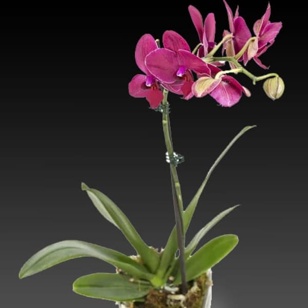 Little Orchid Plant
