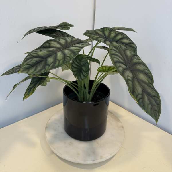 Potted plant with large dark green leaves in a black container