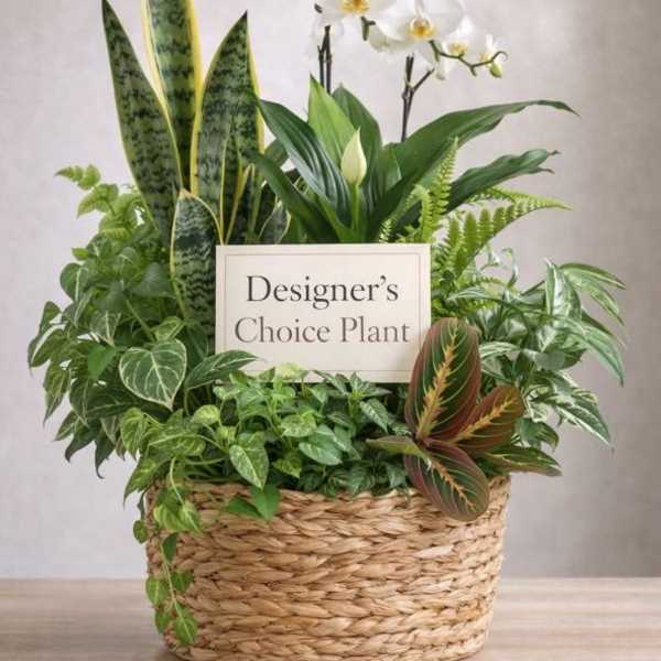Mixed potted plants in a woven basket with white orchids and a sign reading Designer's Choice Plant