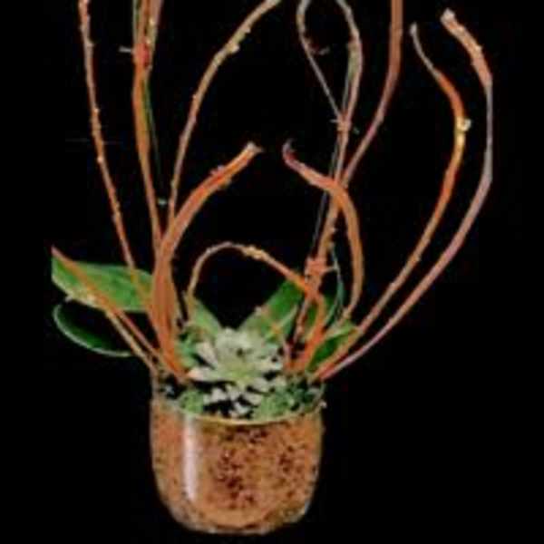 White orchid arrangement in a brown pot with curly branches