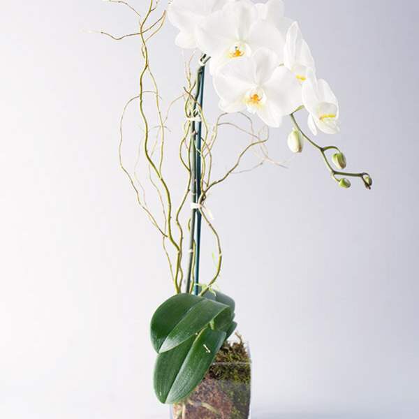 White orchid arrangement in a clear square vase with curly branches