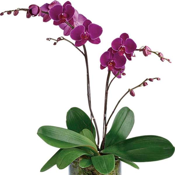 Potted purple orchid plant with arching blooms in a clear glass vase with pebbles