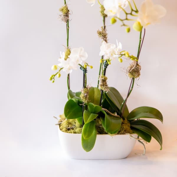 White orchids arranged in a white planter with moss