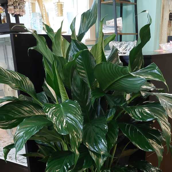 Floor Plant Peace Lily