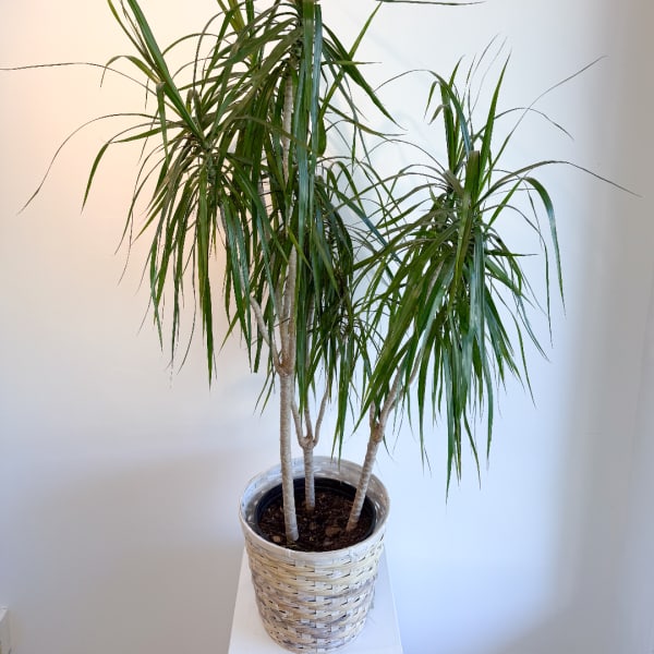 Potted dracaena plant in a woven basket planter