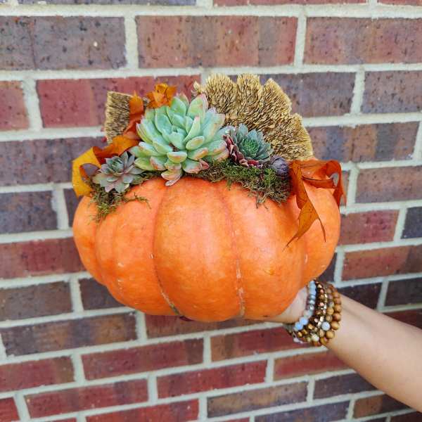 Pumpkin decorated with succulents and autumn leaves