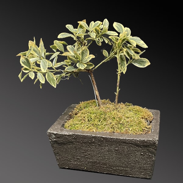Variegated potted plant in a rectangular stone planter