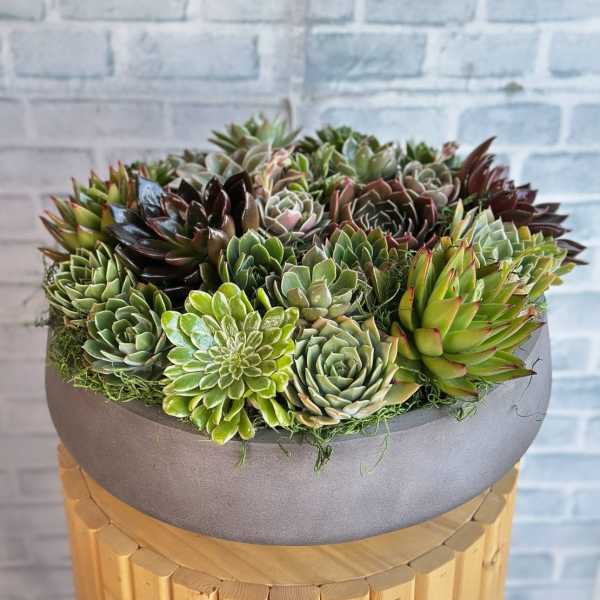 Succulent arrangement in a round gray planter