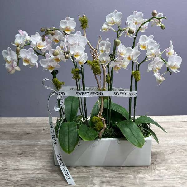 White orchid in a square pot