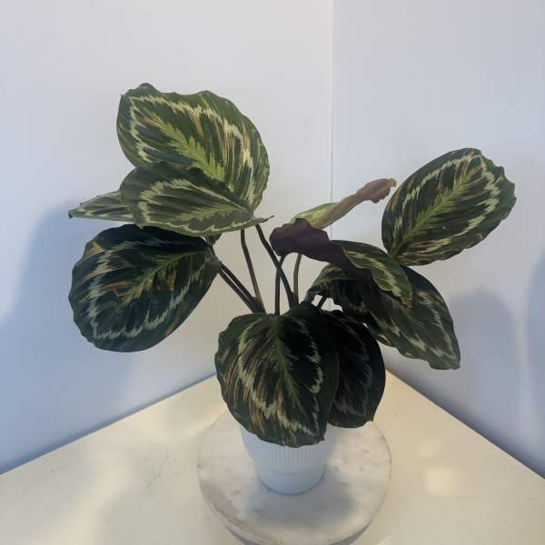 Potted plant with large variegated dark green leaves in a white pot