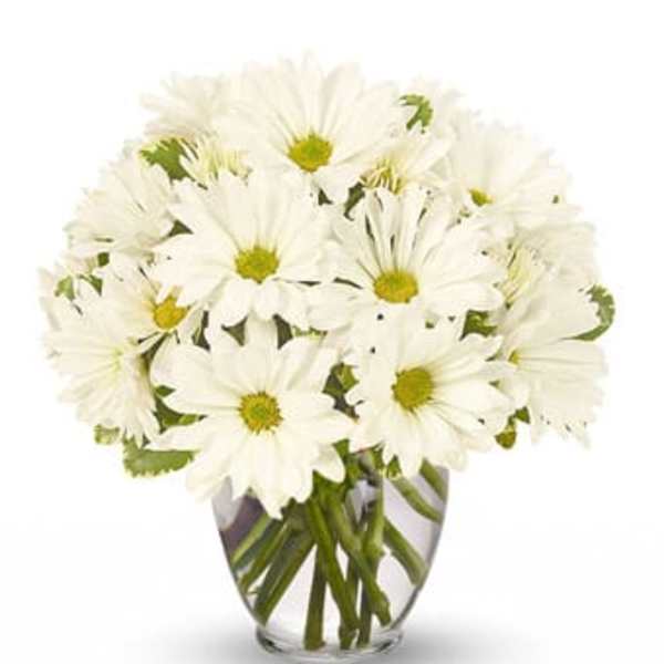 White daisies arranged in a clear glass vase