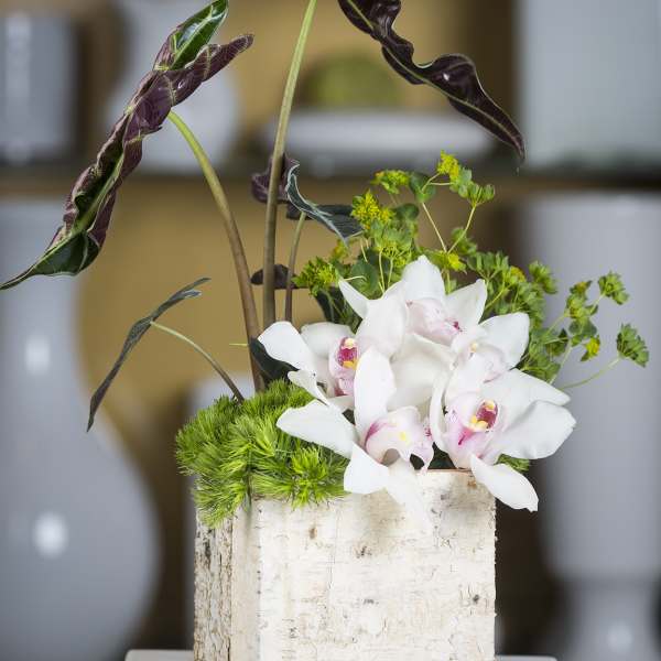 White orchids in a birch bark container with tall dark leaves