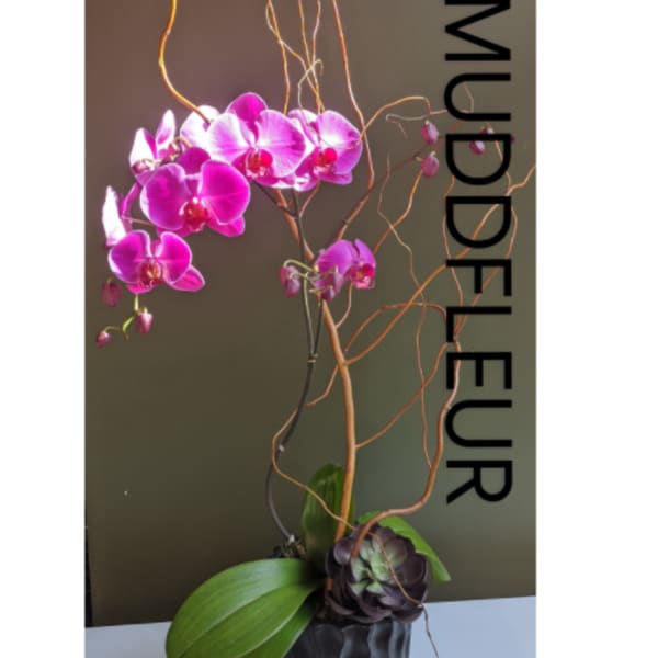 Fuschia Infusion Gift Orchid single double or triple