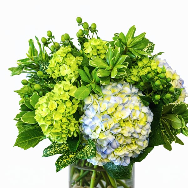 Green and blue hydrangea arrangement in a glass vase with pebbles