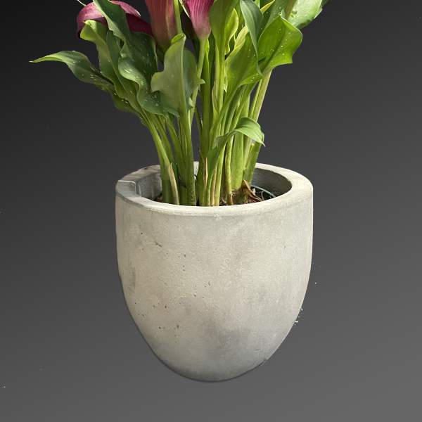 Purple calla lilies in a gray pot