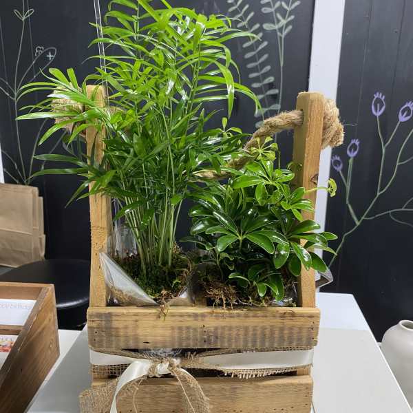 Potted green plants in a rustic wooden crate with ribbon