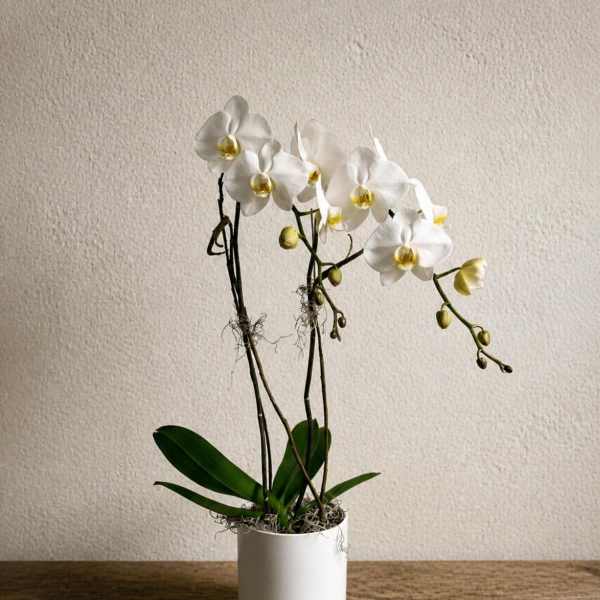 White orchid plant in a white pot on a wooden table