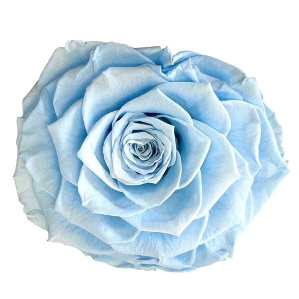Single light blue rose bloom on a white background