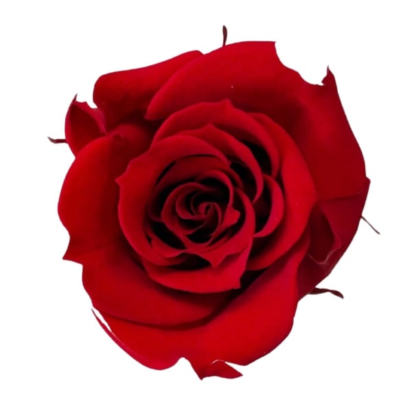 Single red rose bloom on a white background