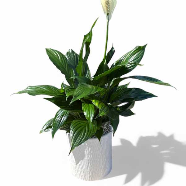 White peace lily in a textured white pot
