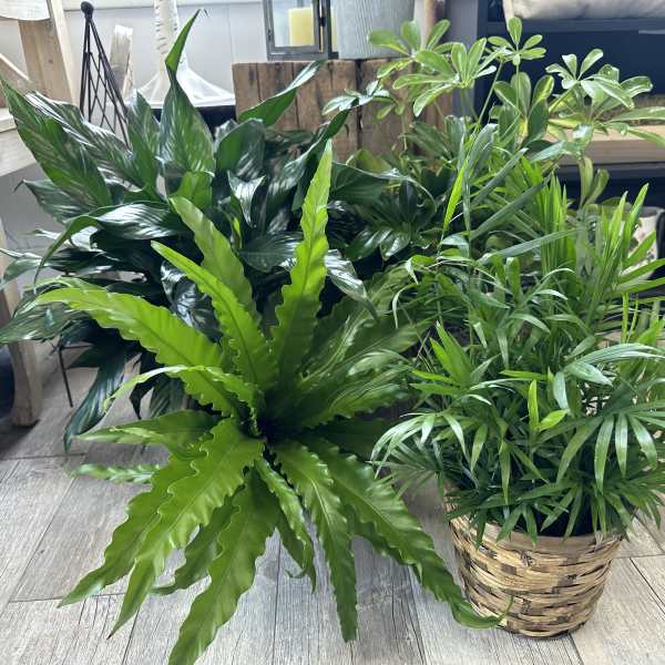 Two potted green houseplants, one in a woven basket.