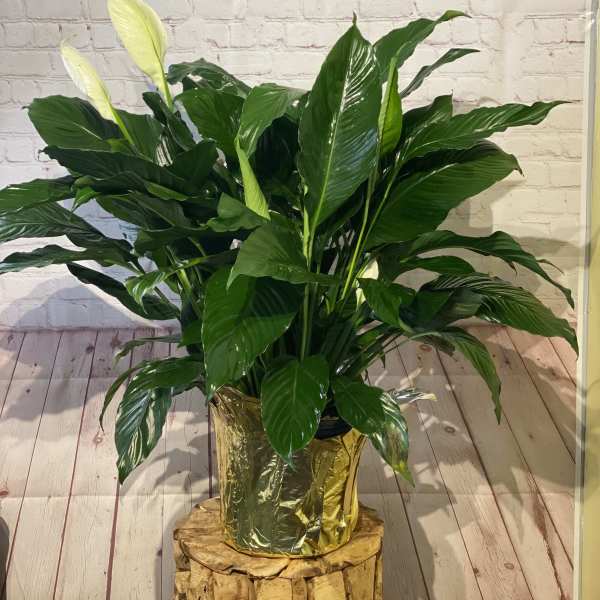 Potted peace lily plant with white blooms and glossy green leaves