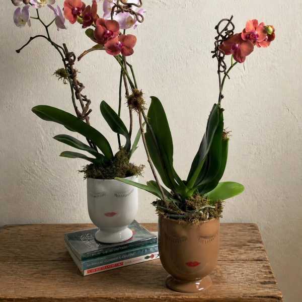 Two potted orchid plants with pink and coral blooms on a wooden table